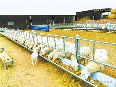 <p>扶贫羊场的羊只托起村民的致富梦。</p>