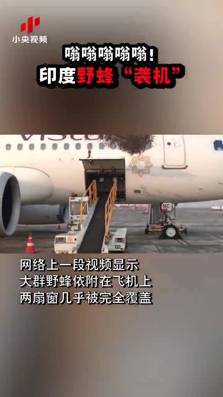 宁夏新闻网视听在线☆<a href="./t20201202_6950512.html" target="_blank">嗡嗡嗡嗡嗡！印度发生野蜂“袭机”事件</a>