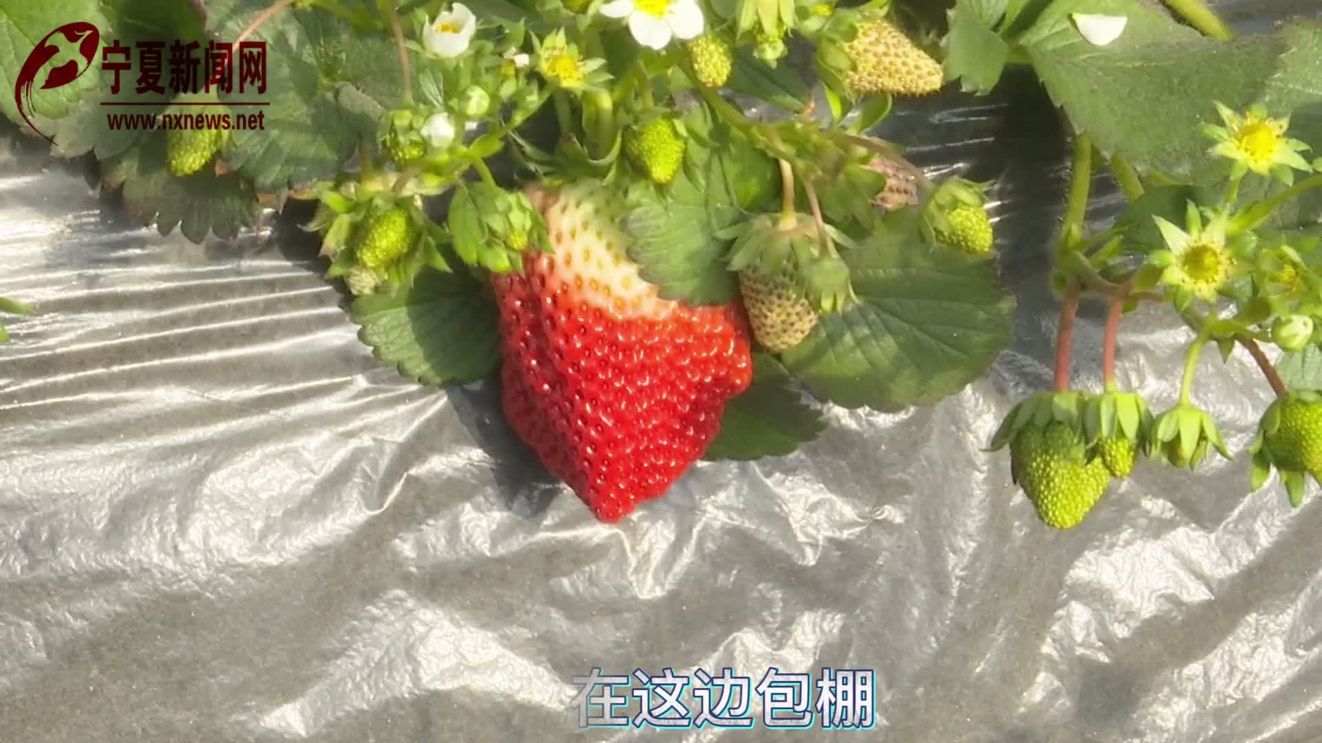 银川市金凤区良田镇：不负冬日好时光 乐享甜“莓”好生活