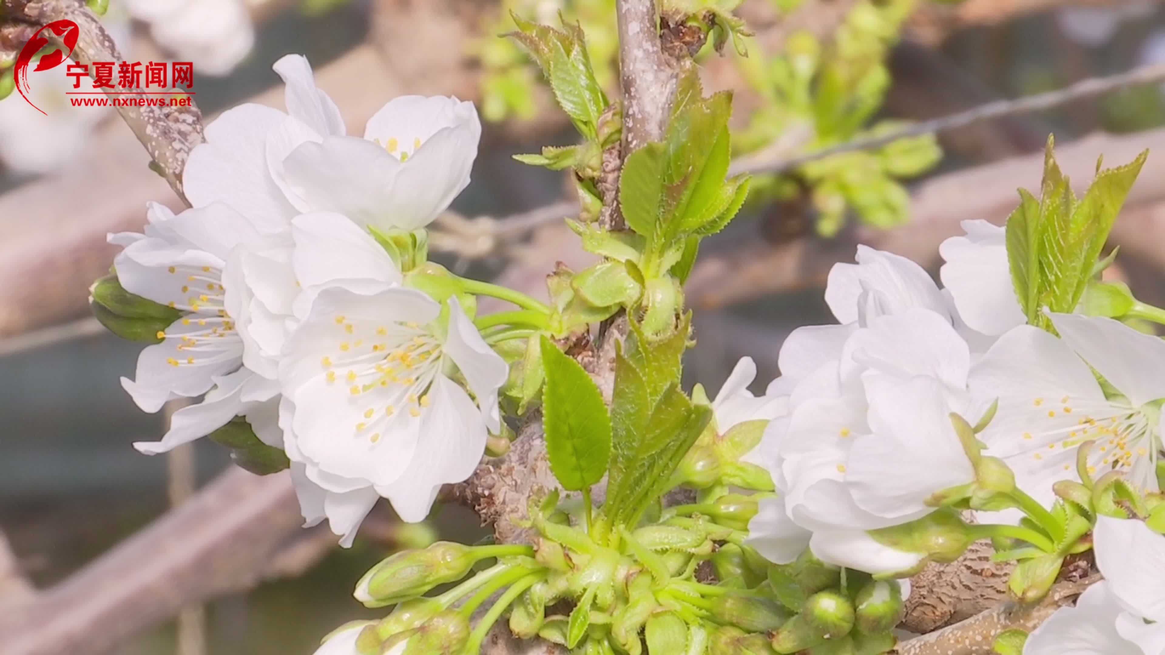【中国的脱贫智慧】​银川市金凤区：春耕时节，樱桃花开劳作忙