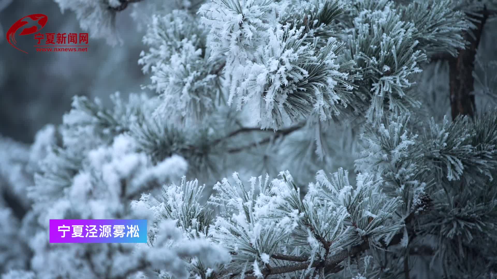 短视频|宁夏泾源：玉树琼花美如画