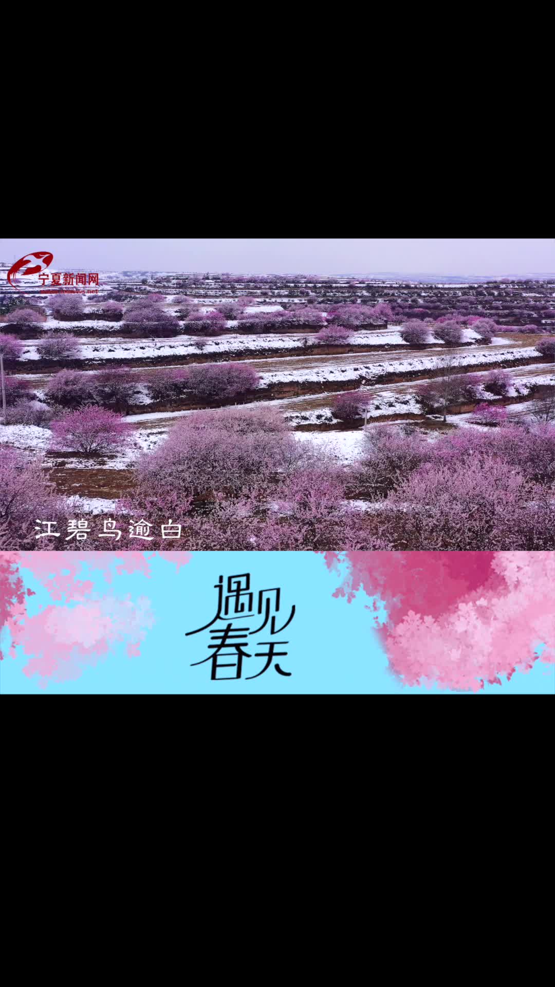 短视频|遇见西海固的春天-宁夏新闻网