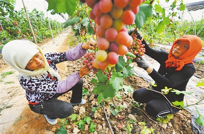 <p>    农户在永宁县小任果业设施农业基地采摘葡萄。                    本报记者 王晓龙 摄</p>