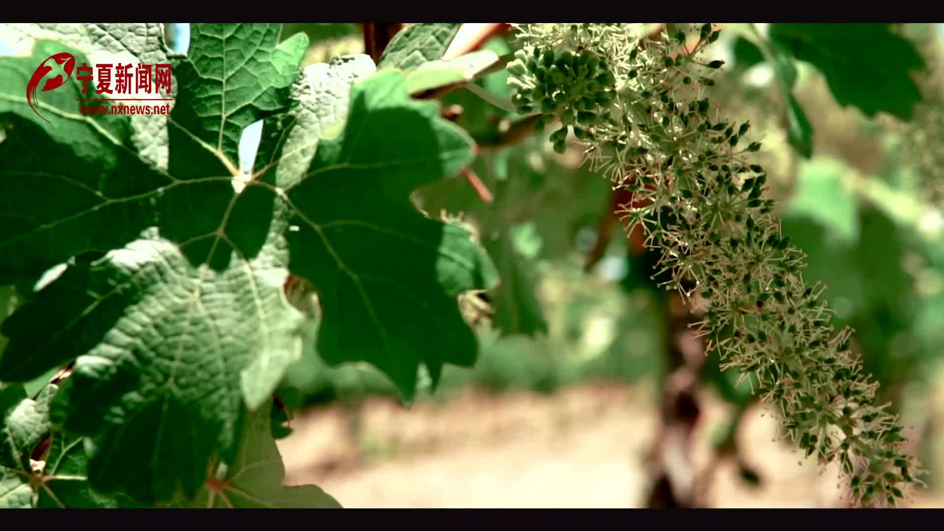 【两会宁走起】自治区人大代表袁辉:建设世界葡萄酒旅游目的地-宁夏