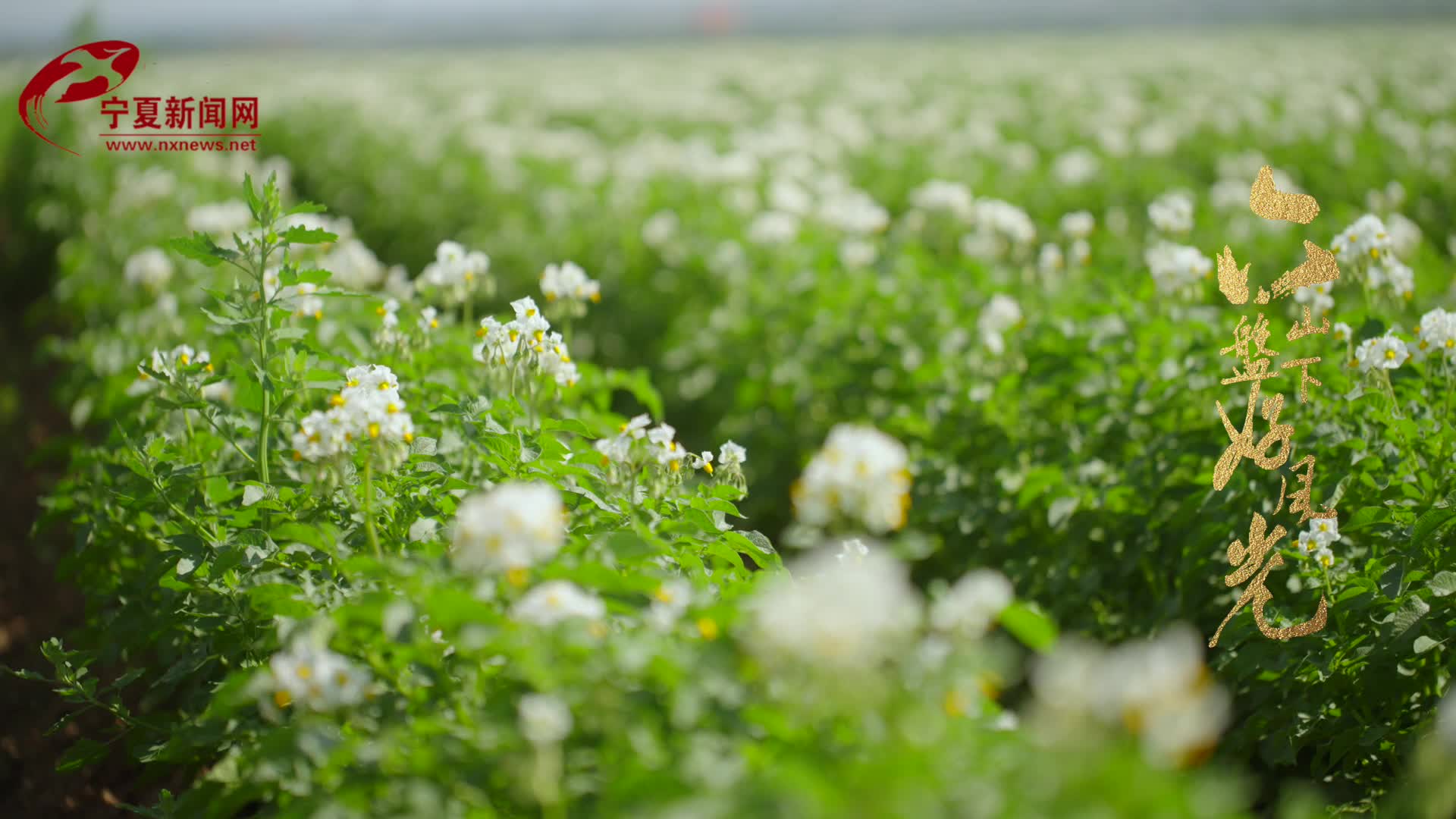 短视频｜六盘山下好风光——原州区马铃薯花开田园美