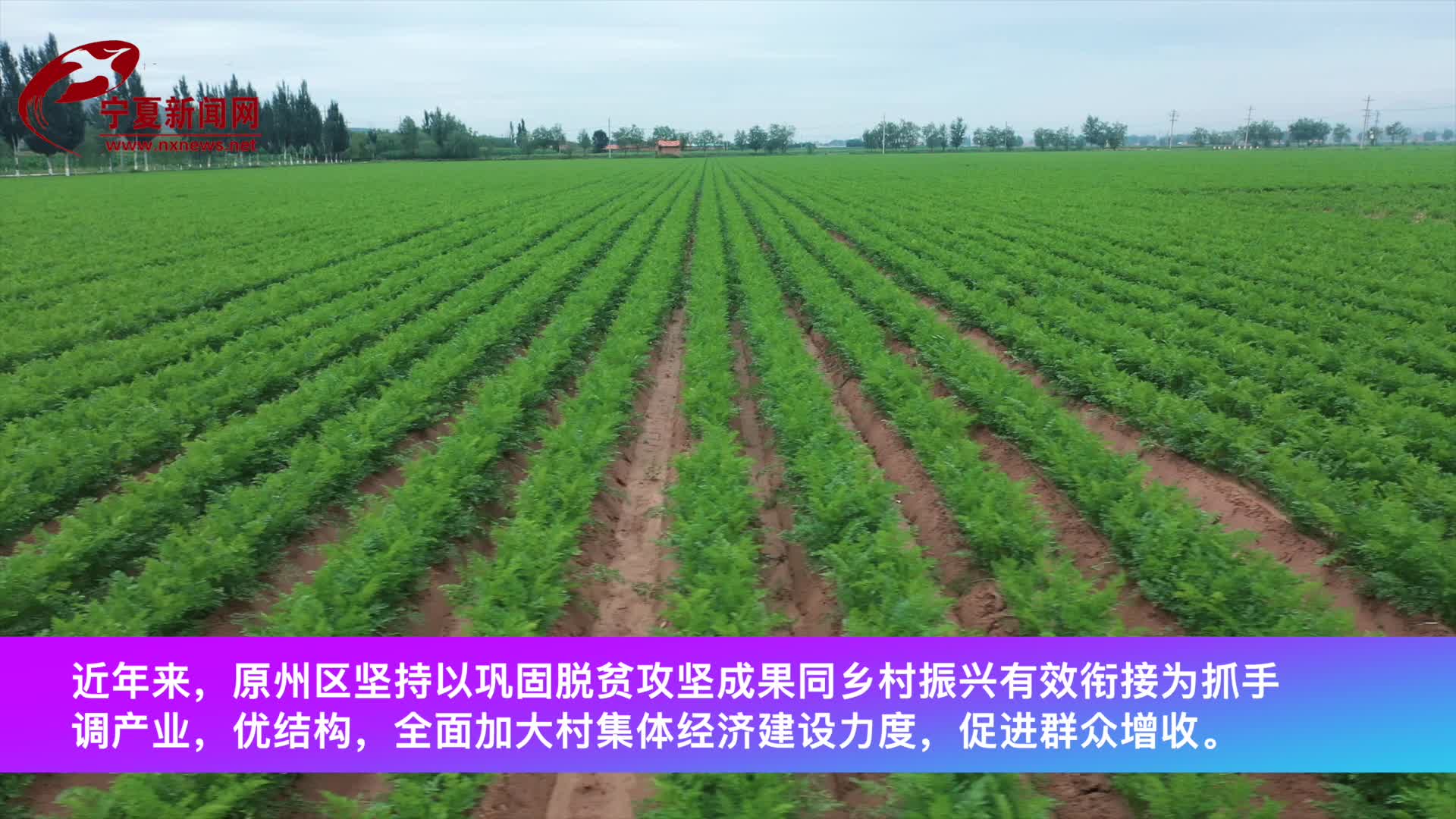 原州区：盘活土地“大盘子”  村民家门口“挣票子”