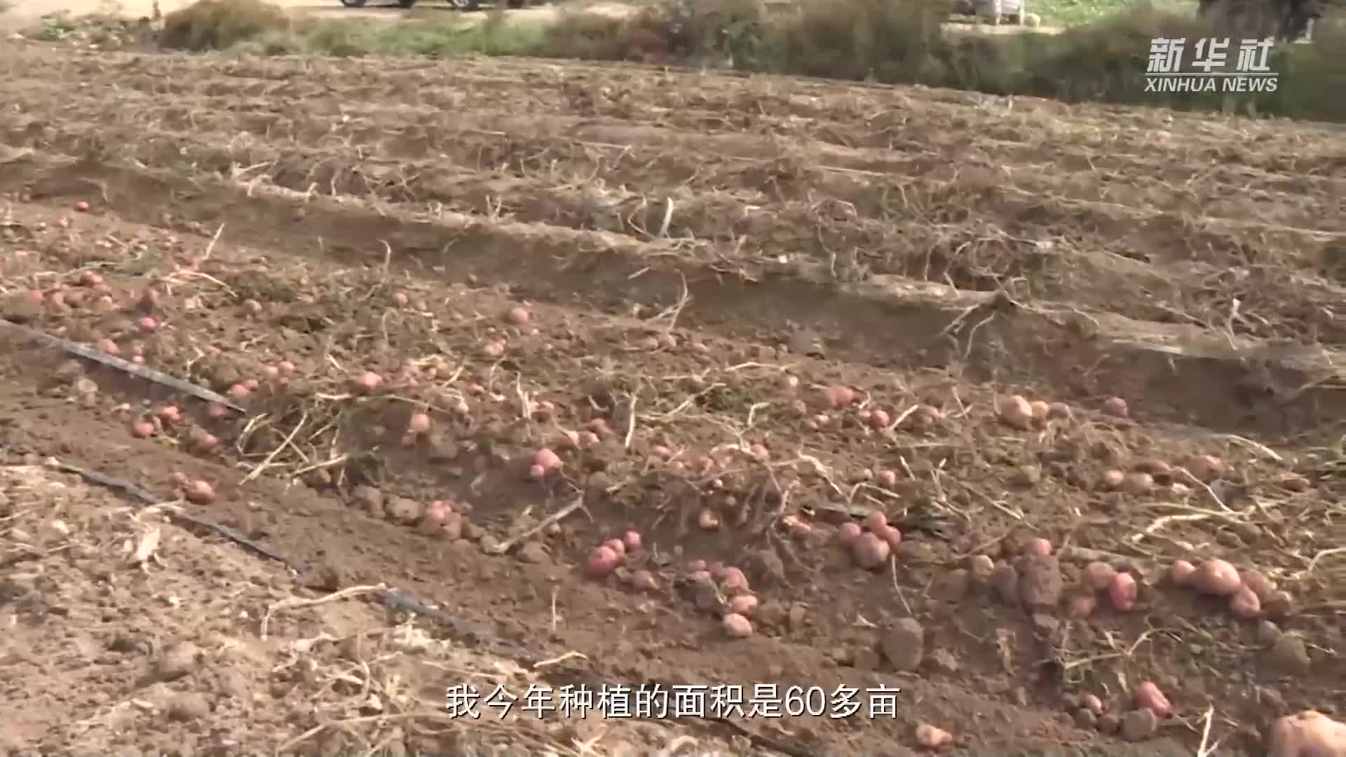 宁夏西吉：马铃薯进入收获季